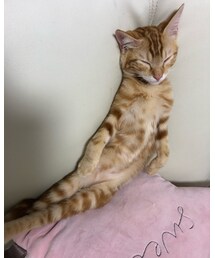 ラテつき🌛見たい😻 | 福袋/福箱