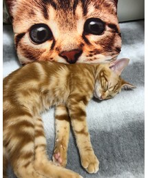 茶トラと茶トラ❤️ラテ😻 | 福袋/福箱