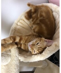 最近のラテ❤️ | 福袋/福箱