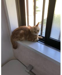 お風呂場でくつろぐラテ🐈❤️ | 福袋/福箱