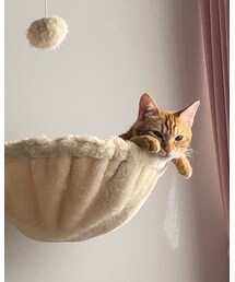 最近のラテ😻 | 福袋/福箱