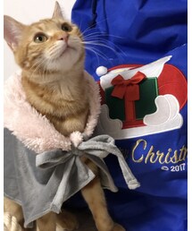 ラテサンタ❤️😻🎄 | ペットウェア
