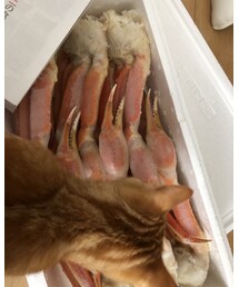 🦀とラテ🐈 | 食器/キッチン