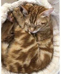 ラテ❤️キャメルプリン🍮 | 福袋/福箱