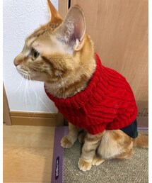 ラテちゃん赤ニットとシャツのレイヤード💕 | 福袋/福箱