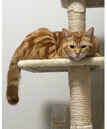 最近のラテちゃん😻❤️ | 福袋/福箱