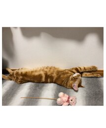 のびのびラテちゃん💕 | 福袋/福箱