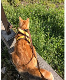 お散歩中ラテ🐈❤️ | 福袋/福箱