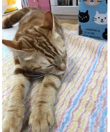 最近のラテ❤️ | その他