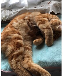 今朝のラテ💤オネム❤️ | 福袋/福箱