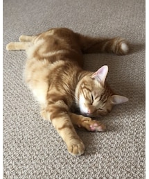 最近のラテちゃん❤️🐱 | 福袋/福箱