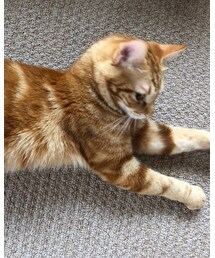 最近のラテちゃん❤️😻 | 福袋/福箱