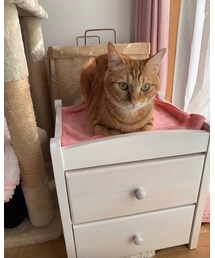 最近のラテちゃん💕😻 | 福袋/福箱