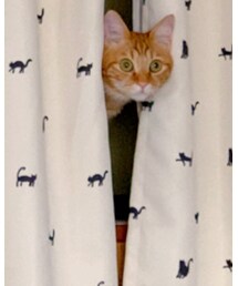 ❤️猫ラテちゃん😻 | 福袋/福箱