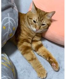 ニャンの日😻ラテちゃん💕 | 福袋/福箱