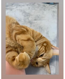 ニャンの日😻ラテちゃん💕 | 福袋/福箱