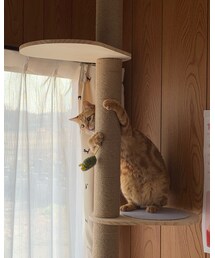 ニャンの日😻ラテちゃん💕 | 福袋/福箱