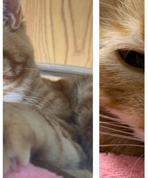 ラテ2歳の誕生日🎉🎂🐈💕 | 福袋/福箱