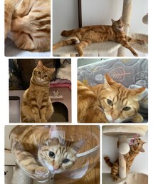 ラテちゃん長生きしてね❤️😻 | 福袋/福箱