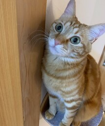 ラテちゃん💕😻 | 福袋/福箱