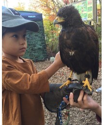 鷹乗せました🦅 | その他