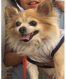 ヴォイ | その他