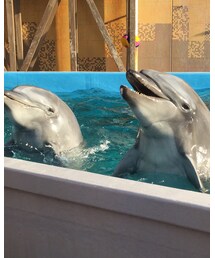 イルカ真近で見れた🐬 | その他