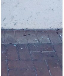 VINTAGE | スリッポン