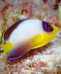 ♥︎Multicolor angelfish♥︎(その他)