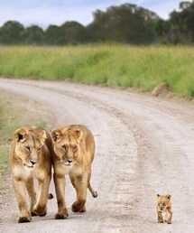 キュートなライオンさん親子♥︎(その他)