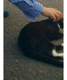 ねこ | ねこ(おもちゃ)