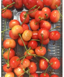 さくらんぼ狩り | その他