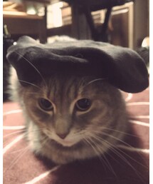 愛猫 | その他