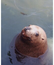 トドさんどすえ | その他