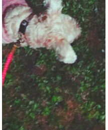 愛犬 レディ💓 | その他