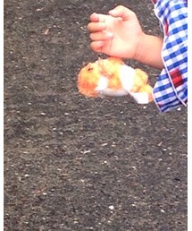 カクレクマノミ | その他