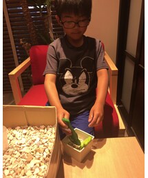 石のサボテン | その他