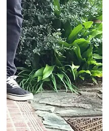 VANS | スニーカー