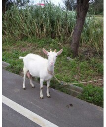 GU | ソックス/靴下