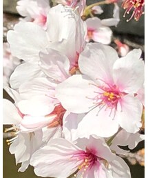 🌸 | その他