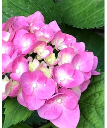紫陽花 | その他