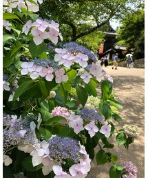 💕紫陽花 | その他