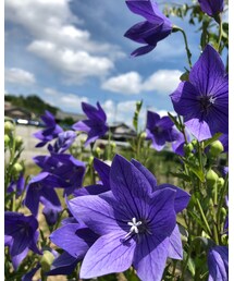 💕桔梗 | その他