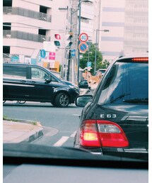 旅先で出会ったワンコ | その他