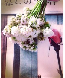 シロツメクサ | その他