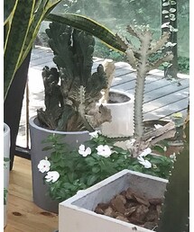 VINTAGE | つなぎ/オールインワン