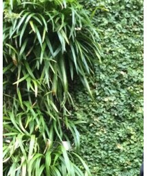 HOLLYWOOD RANCH MARKET | Tシャツ/カットソー