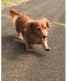 my dog💕 | その他