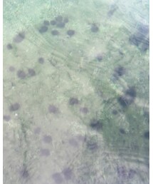 ウニがいたよ | その他