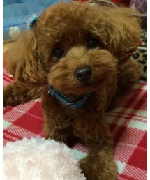 末っ子  Duffy‼️ | その他